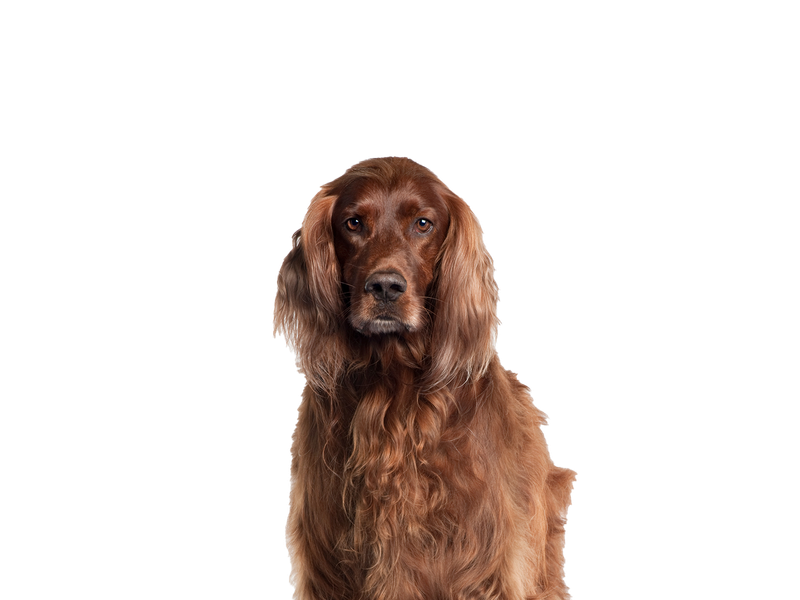 Irish Setter Rehoming Rescue Dog Dogs Trust